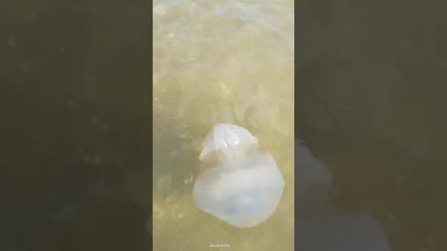 Кучугуры огромные медузы смотреть онлайн