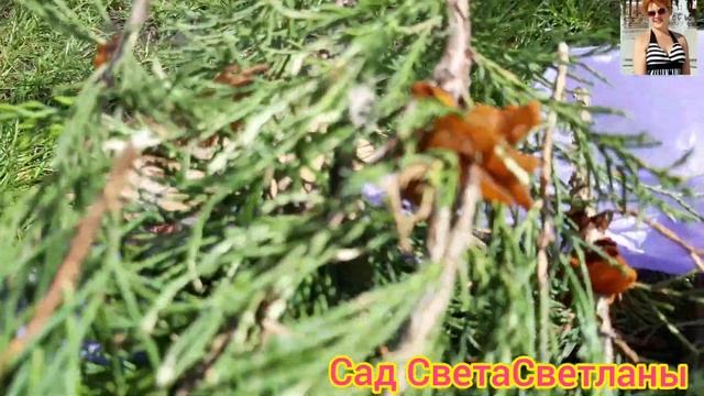 Срочно осмотрите можжевельники.Ржавчина на можжевельнике.Сад.Дача.Борьба с болезнями в саду.