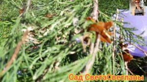 Срочно осмотрите можжевельники.Ржавчина на можжевельнике.Сад.Дача.Борьба с болезнями в саду.