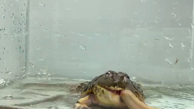 WARNING LIVE FEEDING! Frog Meal vs Loach - Insect Club смотреть онлайн