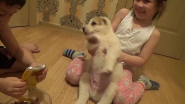 СОБАКА АЛАБАЙ КУШАЕТ Pedigree DOG ALABAY eat Pedigree .youtube channel Junior BEKA # 3 детский кана смотреть онлайн