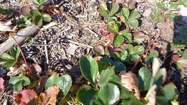 Гребешки Земляника садовая смотреть онлайн