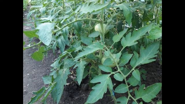 Томат Черный принц смотреть онлайн