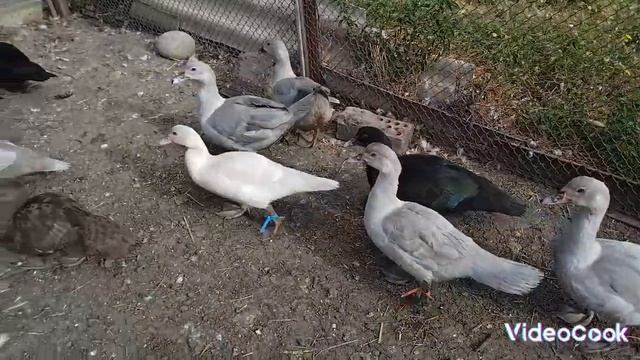 Какими выросли утята-динозавры? Лаванда крем смотреть онлайн