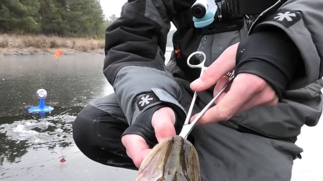 Рыбалка по первому льду 2021-2022! ЛЁД 4 см.! Ловля щуки на жерлицы. смотреть онлайн