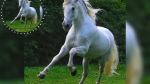 цыганские песни Петя Коряк белый конь 🎶