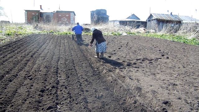 Дизельный мотоблок прораб GT-100 сажаем картошку смотреть онлайн