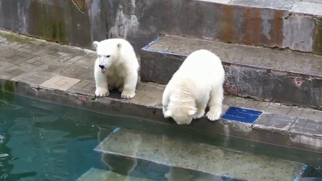 Мама Герда первая прыгнула в бассейн, медвежата смотрят на нее с удивлением.