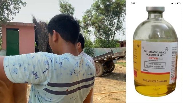 Treatment of anorexia in cow l भूँक का उपचार गाय में l treatment of surra in cowl dr umar khan смотреть онлайн