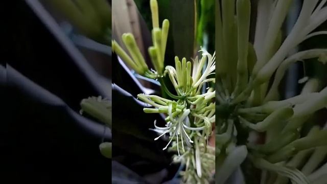 Сансевиерия зацвела(или как его ещё называют -  тëщин язык) ,красотаа☺#моилюбимки #твимз #цветы ???