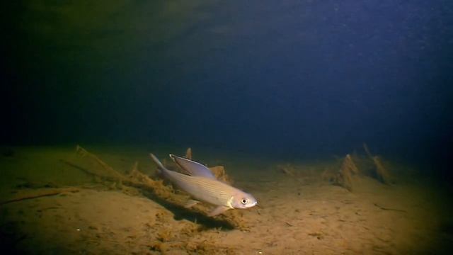 ХАРИУС НОЧЬЮ. Thymallus thymallus О чём молчат рыбы 68 смотреть онлайн