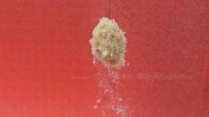 Супер ТЕСТО на КАРАСЯ из обычной ПРИКОРМКИ. КАК ЗАСТАВИТЬ ТЕСТО для херабуны ВСПУХАТЬ