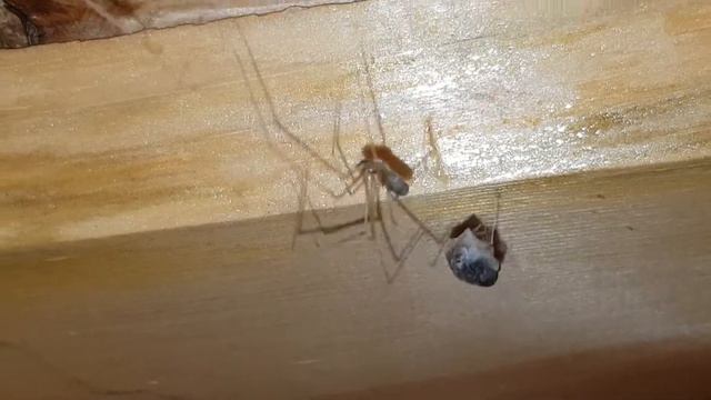 Паук и муха у нас на даче смотреть онлайн