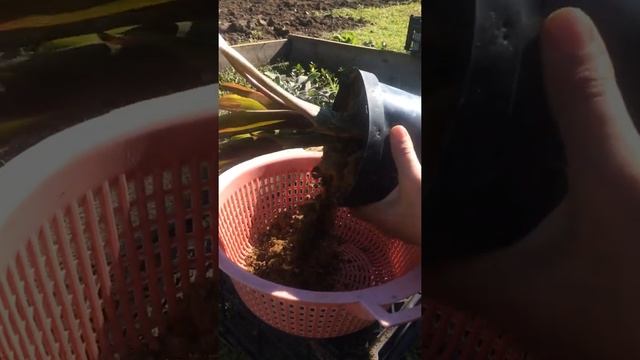 ГУЗМАНИЯ! Как размножить отростками!