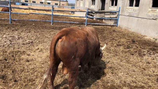 Бык Калмыцкой породы!!! смотреть онлайн