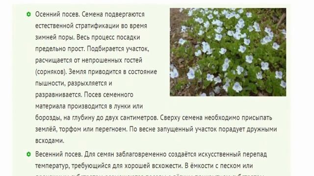 Вероника нитевидная Особенности культурной формы вероники нитевидной смотреть онлайн