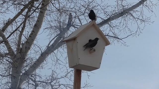 Скворечник своими руками.Счастливые скворцы))). смотреть онлайн