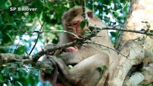 Surprise Day! Monkey Is Giving Birth Today - SB BBlover - Brianna Gives Birth