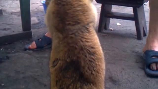 Злой сурок смотреть онлайн