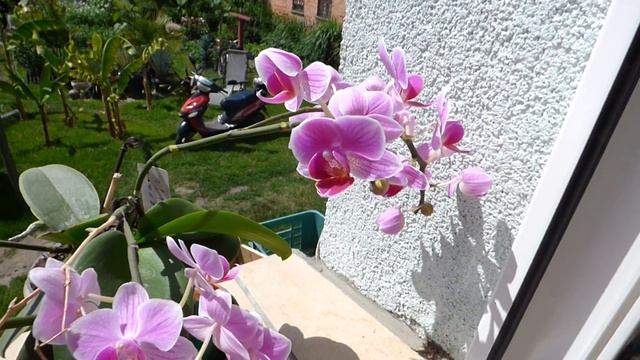 143. Storczyki miniaturka, Uprawa, pielęgnacja, podlewanie, zimowanie смотреть онлайн