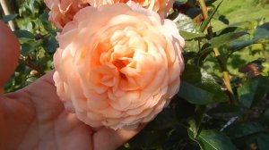 Розы Rosenfaszination и Sourire du Havre-первогодки.Их сочетание.