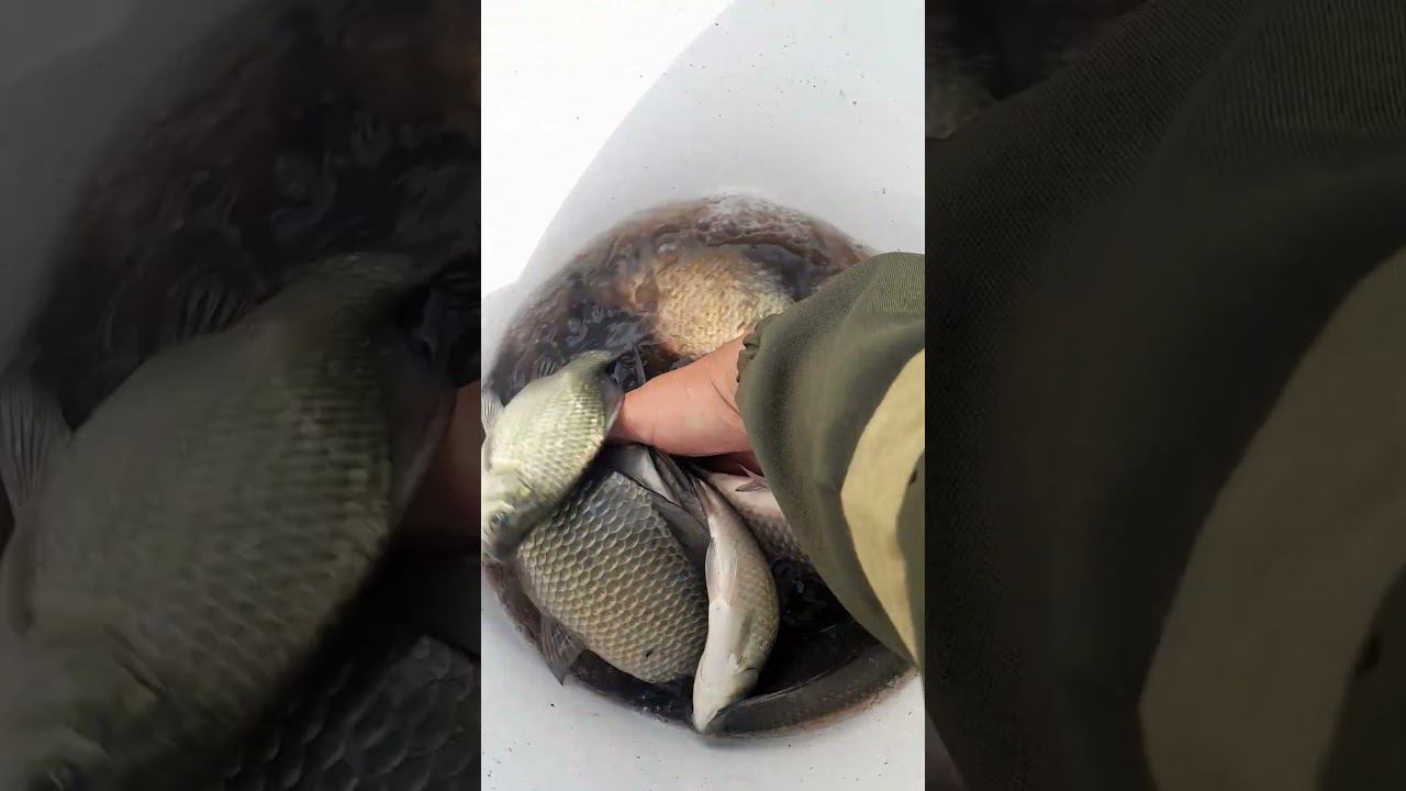 ЛОВЛЯ КАРАСЯ НА УДОЧКУ #рыбалка #ловлякарася #carpfishing #рыбалканакарася #fishing