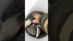 ЛОВЛЯ КАРАСЯ НА УДОЧКУ #рыбалка #ловлякарася #carpfishing #рыбалканакарася #fishing