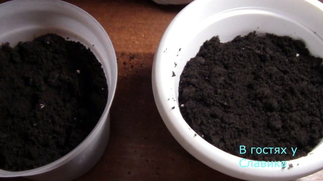 Имбирь. Как Вырастить Имбирь на Подоконнике. Как Посадить Имбирь. смотреть онлайн