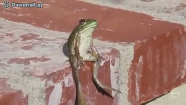 Лягушка в раздумьях смотреть онлайн
