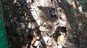 ПОСАДКА СЕМЯН ЛАВРОВОГО ЛИСТА !СЕМЕНА НЕ ДОЛЖНЫ ПРОПАДАТЬ!