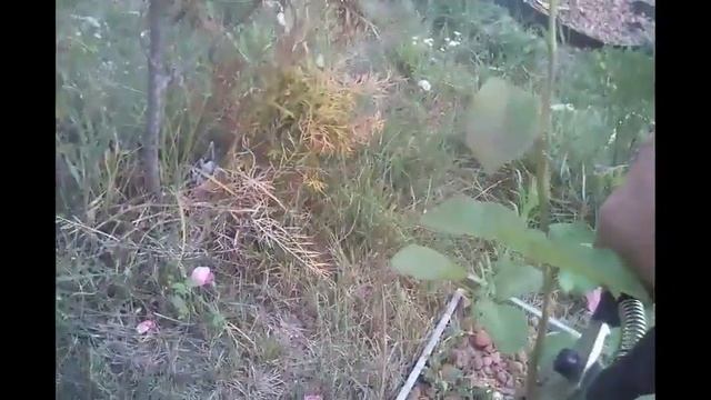Обрезка роз смотреть онлайн