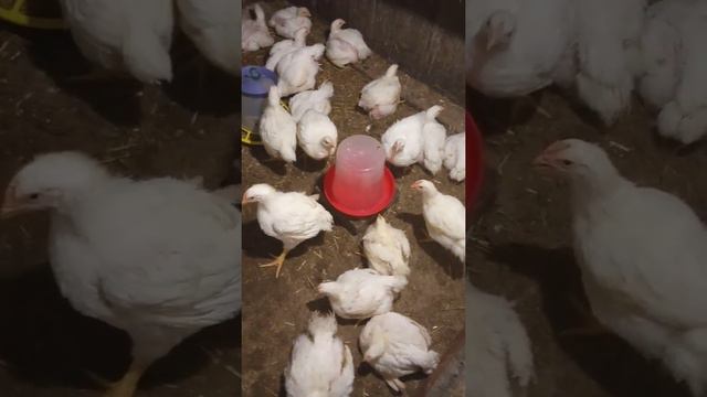 Бройлерам 1 месяц. смотреть онлайн