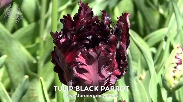 Tulip 'Black Parrot' - FarmerGracy.co.uk смотреть онлайн