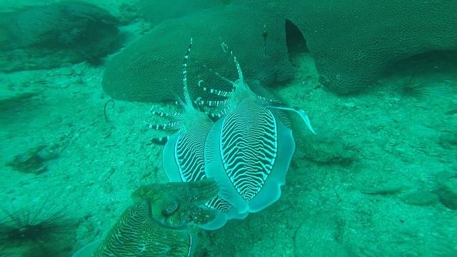 Каракатицы смотреть онлайн