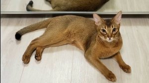 Абиссинская кошка / описание породы и характера