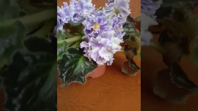 фіалка Голубой туман смотреть онлайн