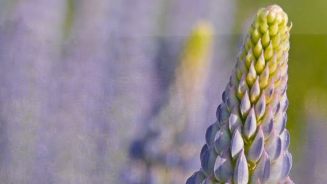 Луг. Мценский край. Бастыево. смотреть онлайн