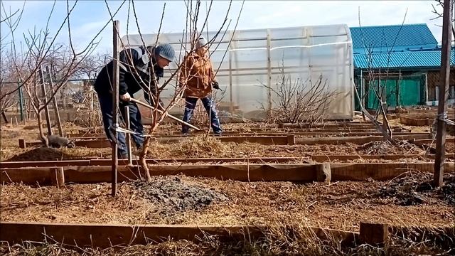 Абрикосы от А до Я. Чудеса, УЖЕ ЦВЕТУТ привитые саженцы, наш субботник | 3 апреля 2023 г. смотреть онлайн