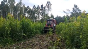 ТРАКТОР В ЛЕСУ С БОЛЬШИМ ПРИЦЕПОМ ДРОВ. ЛТЗ-60 С Д-65