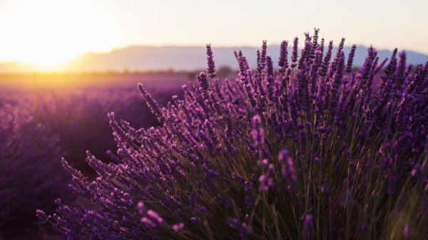 Лаванда , горная лаванда