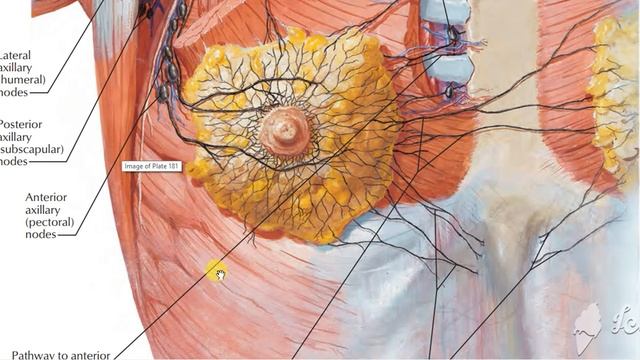 Axillary lymph nodes 2 смотреть онлайн