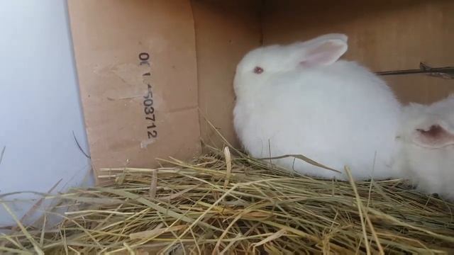 Кролики НЗБ. смотреть онлайн