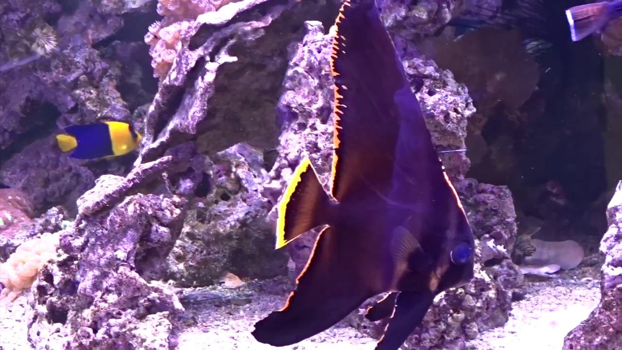 Как выглядит платакс нетопырь? смотреть онлайн