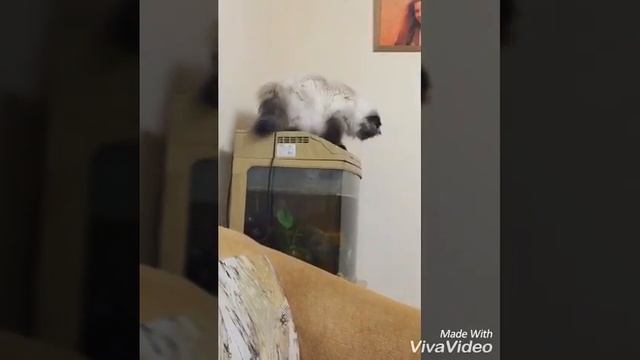 Кошка ловит рыбок в аквариуме смотреть онлайн
