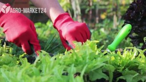 ПЕСЧАНАЯ ПОЧВА что посадить и как ухаживать? Agro-Market24