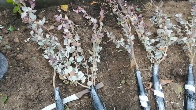 Мои любимые гортензии .розы .барбарисы и конечно семена.с сайта Garden Wod ))) смотреть онлайн
