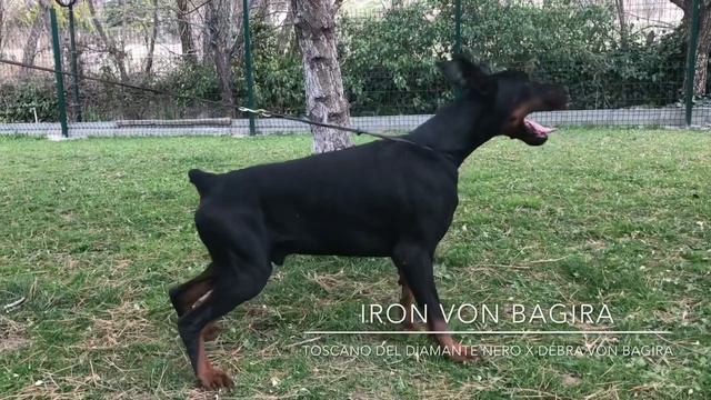 Iron von Bagira - secereli şampiyon doberman смотреть онлайн