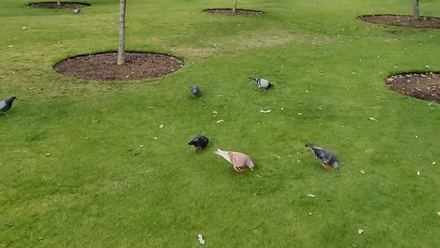 Голуби в парке смотреть онлайн