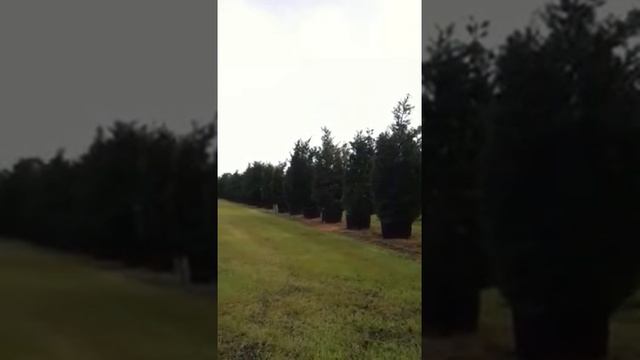 Podocarpus Maki 100g ( Podocarpus Macrophyllus) смотреть онлайн