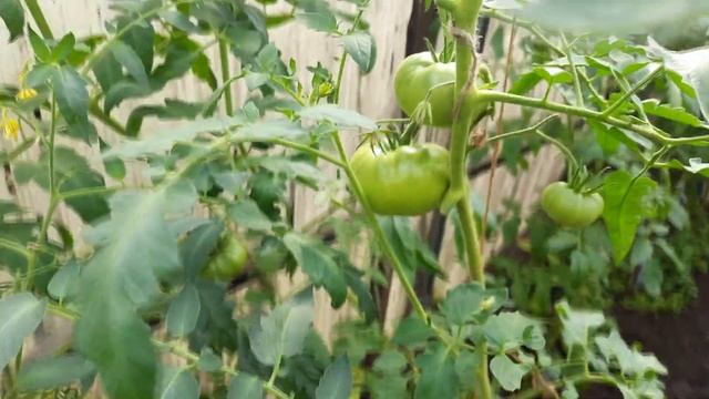 Выращивать томаты как АБСОЛЮТНОЕ ПЛОДОРОДИЕ смотреть онлайн